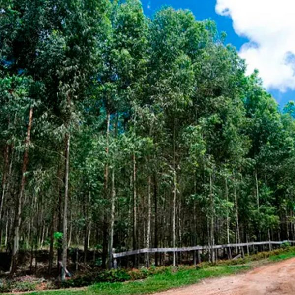 eucalypto